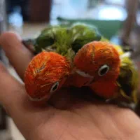 دنیای پرندگان سیلور