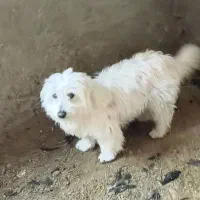 سگ نر شیتزو