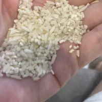 نیمدانه هاشمی