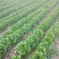 کاهو|خوردنی و آشامیدنی|نورآباد ممسنی, |دیوار