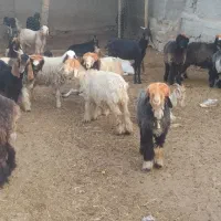 بره شهرکردی|حیوانات مزرعه|خنج, |دیوار