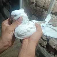 کفتر