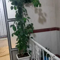 چهار عدد گل زیبا|گل و گیاه طبیعی|جوانرود, |دیوار