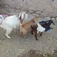 یک عدد بز جوان دوتا بز غاله ماده نگه داری|حیوانات مزرعه|خواجه, |دیوار