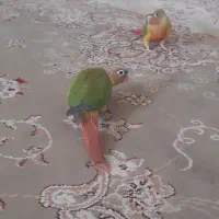 گرینجک فول اهلی|پرنده|خوی, |دیوار