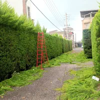 باغبانی و باغچه سازی|خدمات باغبانی و درختکاری|آمل, |دیوار