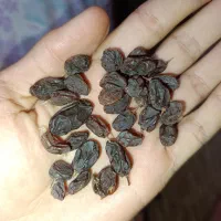 کشمش تر و تازه