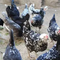 تخم مرغ گلین|حیوانات مزرعه|آبپخش, |دیوار