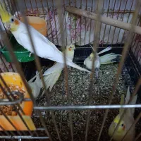 جوجه عروس هلندی لوتینو