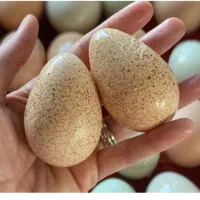 تعداد تخم بوقلمون محلی برنزه