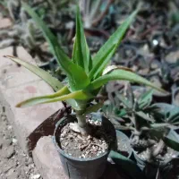 تولید وعرضه گل وگیاه|گل و گیاه طبیعی|زرند, |دیوار