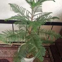 گل بزرگ|گل و گیاه طبیعی|پیرانشهر, |دیوار