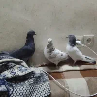 کفتر پرشی درجه یک