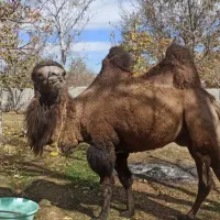 شتر دو کوهان|حیوانات مزرعه|کهریزک, |دیوار