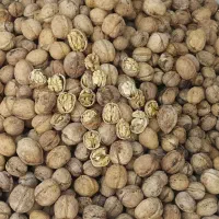 گردو ارگانیک شاه جهان مغز سفید و پرچرب|خوردنی و آشامیدنی|شیروان (خراسان), |دیوار