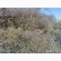 خار دانه دار