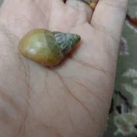 حلزون اچاچیتا|خزنده|اصفهان, برلیان|دیوار