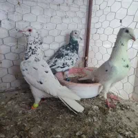 چند عدد کبوتر درجه یک و قلدر