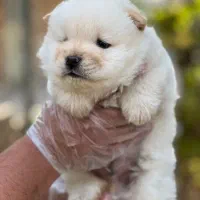 سگ چاوچاو 60روزه