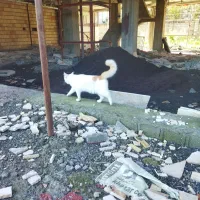 گربه خونگی|گربه|بندر انزلی, نیمه شعبان|دیوار