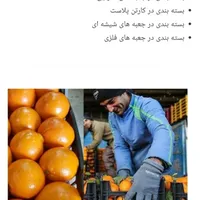فروش انواع پرتقال بصورت عمده|حراج|قائم‌شهر, |دیوار