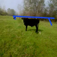 دوراس ورزاکوله سیمین تال وچالوسی|حیوانات مزرعه|آستانه اشرفیه, |دیوار