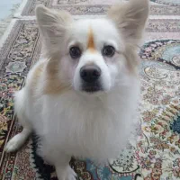 سگ پامر اشپیتز