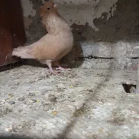 دم سفید و کرمانی|پرنده|بیرجند, |دیوار