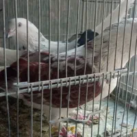 سهره عروس کفتر فنج نرگسی|پرنده|قم, بکایی|دیوار