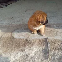 شینزو|سگ|نیشابور, ریوند|دیوار