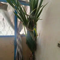 گل و گیاه