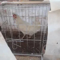 حیوانات|حیوانات مزرعه|باغ بهادران, |دیوار