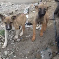 توله سگ گرگی