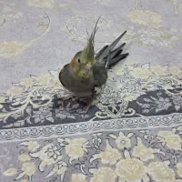 عروس هلندی نر فول رام سخنگو ماده هم کینگ سایز|پرنده|تهران, شهید غیوری (ابن باویه)|دیوار