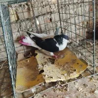 کفتر طوقی و پلاکی وشهرستانی|پرنده|شهریار, شهرک بهاران (ویره)|دیوار