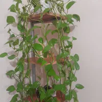 قفسه تاقچه پایه جاگلدونی