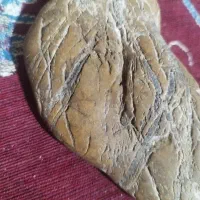 دوتا سنگ|کلکسیون اشیاء عتیقه|زاهدان, |دیوار