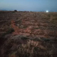 فروش باغ پسته در خرامه زیر قیمت