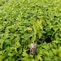 نشا‌گوجه‌هیبرید‌بذر‌امریکای