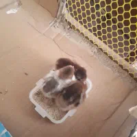 جوجه یک روزه