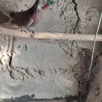 کبوتر|پرنده|ارشق, |دیوار