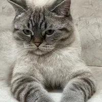 گربه اسکاتیش پرشین