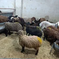 بره ماده ریز داشت و پروار