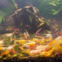 میگو و گیاه آکواریوم شریمپ گیاه کریپتون گندمی