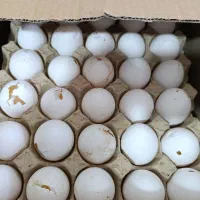 پخش تخممرغ روز|خوردنی و آشامیدنی|گنبد کاووس, |دیوار