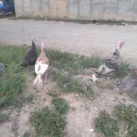 فروش بوقلمون محلی