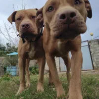 یک‌جفت امریکن پیتبول اصیل