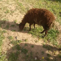 بره نر۶ماهه