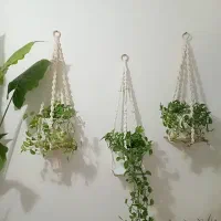 اویزگلدان|گل و گیاه طبیعی|رشت, انصاری|دیوار