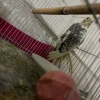 عروس هلندی|پرنده|مشهد, کوشش|دیوار